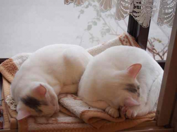 Cat pictures｜シンクロニャイズド睡眠ぐ