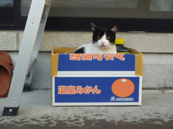 Cat pictures｜困ったニャ