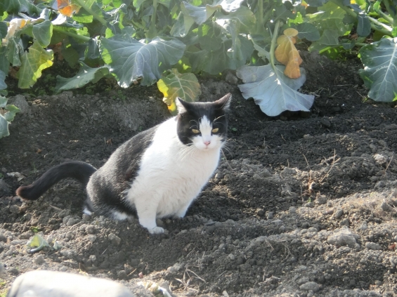 Cat pictures｜隣の畑
