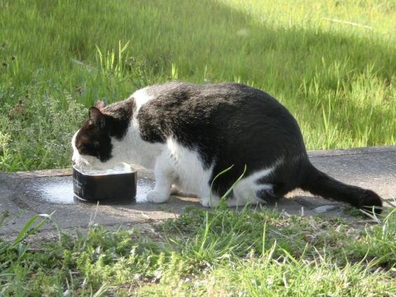 Cat pictures｜おいしい水
