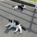 Cat pictures｜♪　五線譜　♪