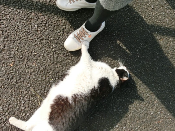 Cat pictures｜ちょいちょい