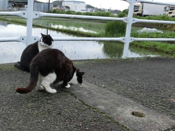 Cat pictures｜やっぱりたまり水派