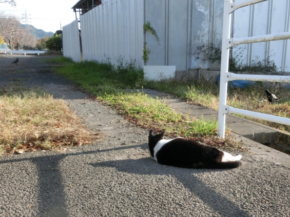 Cat pictures｜ごきげんゴロン