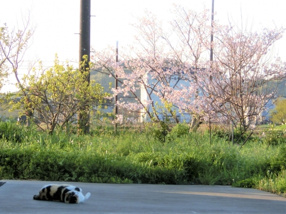 Cat pictures｜お花見みけちゃん