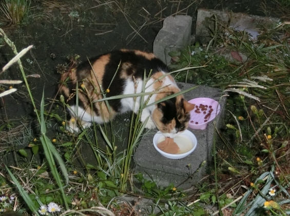 Cat pictures｜ダイニングテーブル