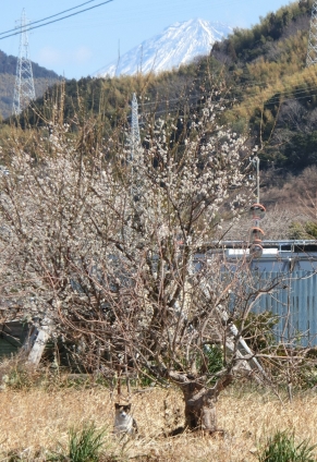 Cat pictures｜富士山にゃんД