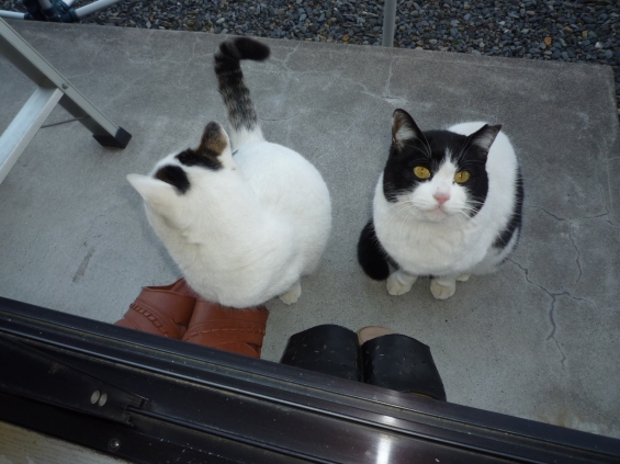 Cat pictures｜会えてうれしいニャ