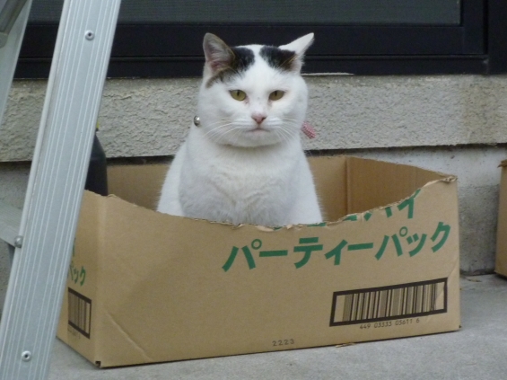 Cat pictures｜監視中