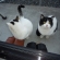 Cat pictures｜会えてうれしいニャ