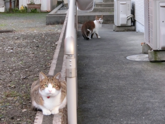 Cat pictures｜近所ネコ歩き①