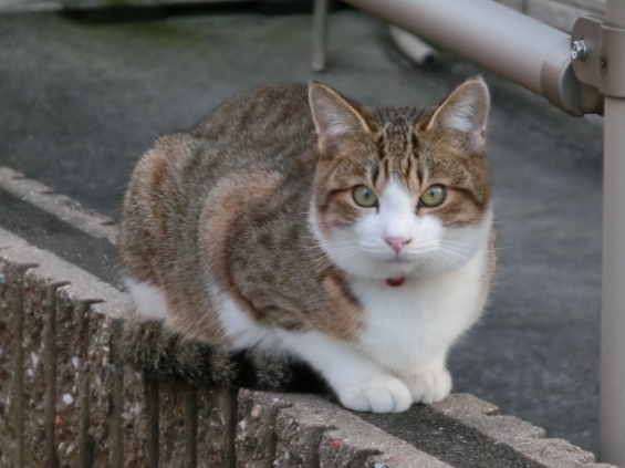 Cat pictures｜近所ネコ歩き②