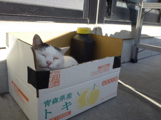 Cat pictures｜この箱が好き♡