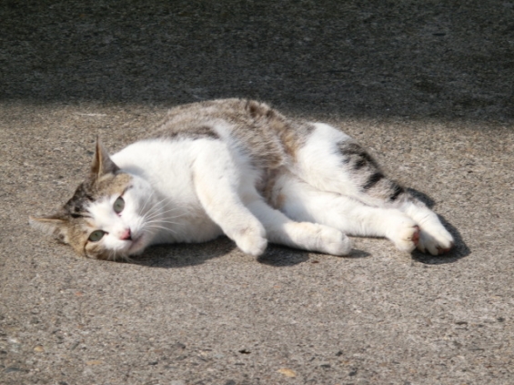 Cat pictures｜♨温泉街のにゃんこ