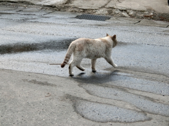 Cat pictures｜♨温泉街のにゃんこ
