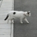 Cat pictures｜遠征中