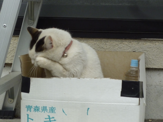 Cat pictures｜顔出しＮＧ