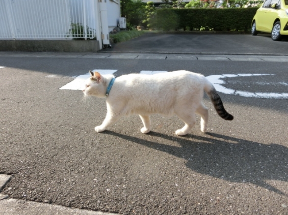 Cat pictures｜おはよう