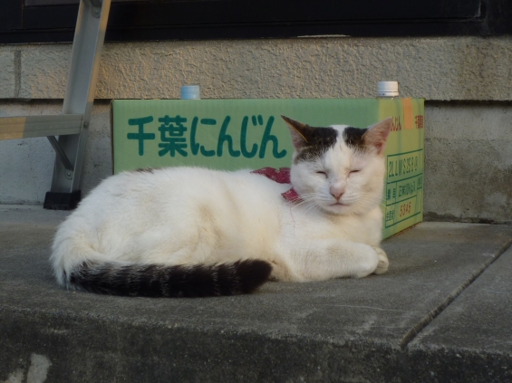 Cat pictures｜暑いニャ…