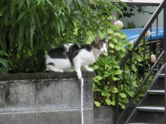 Cat pictures｜狙い撃ち