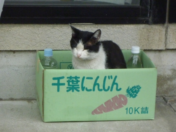 Cat pictures｜気に入ったニャ