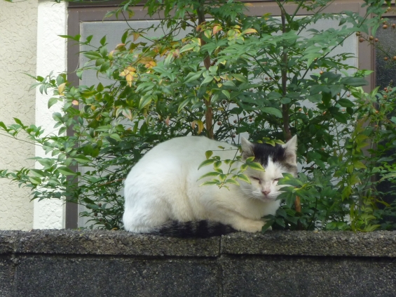 Cat pictures｜木休め…？