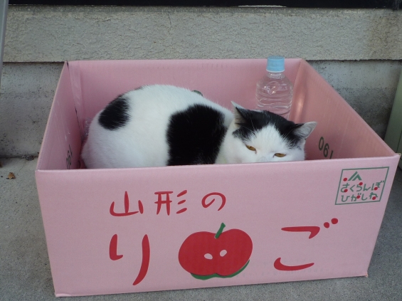 Cat pictures｜待合箱