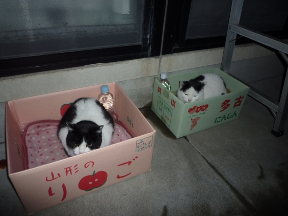 Cat pictures｜集合住宅