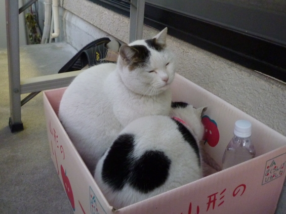 Cat pictures｜横入り中