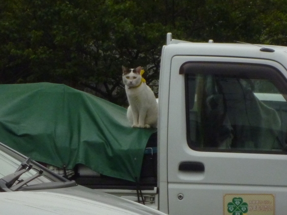Cat pictures｜見守り隊