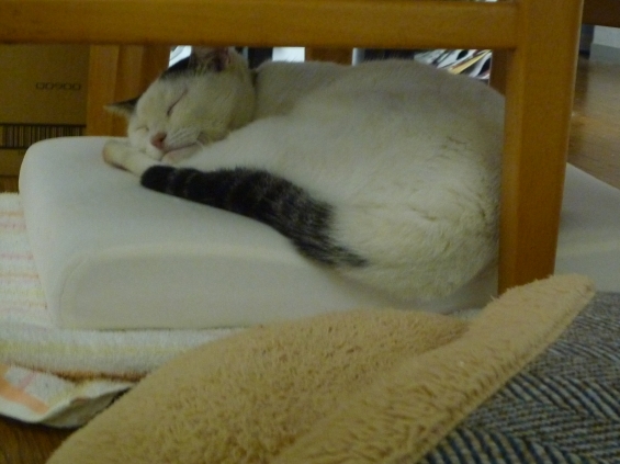 Cat pictures｜眠れねこねこ