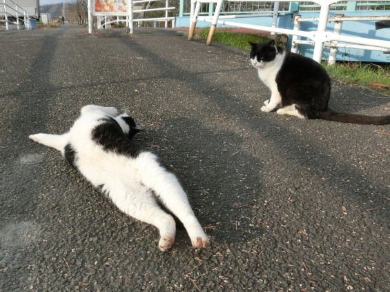 Cat pictures｜背伸びの運動