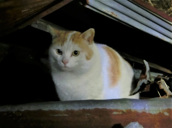 Cat pictures｜ガレキ王子