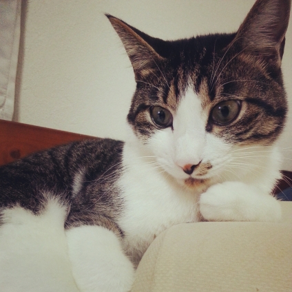 Cat pictures｜枕が定位置