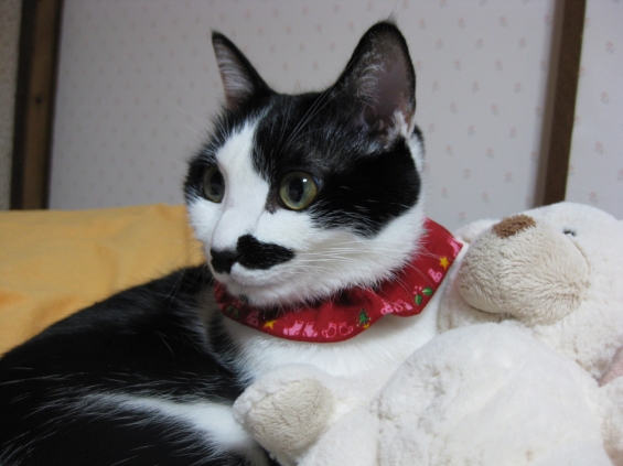 Cat pictures｜髭男爵