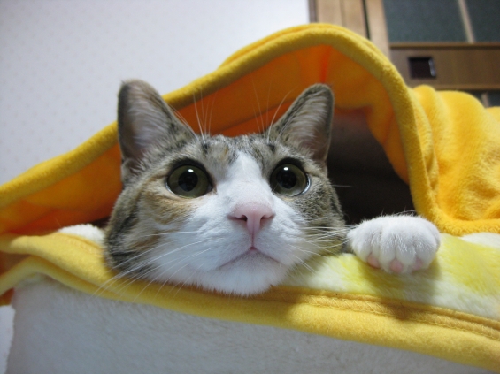 Cat pictures｜ひょっこり