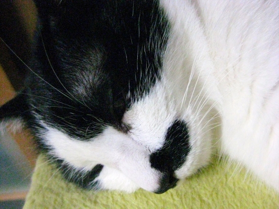 Cat pictures｜オヤジの寝姿…。