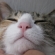 Cat pictures｜ぷくぷくマズルω