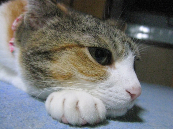 Cat pictures｜小籠包？