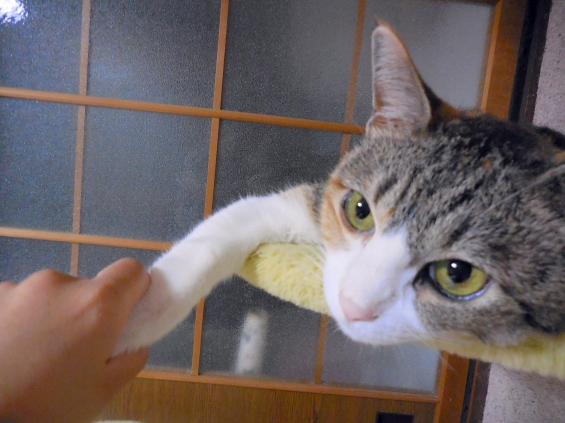 Cat pictures｜握手♪