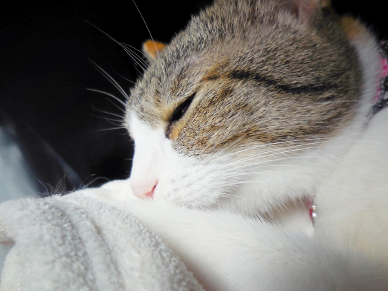 Cat pictures｜眠いんだもん…。