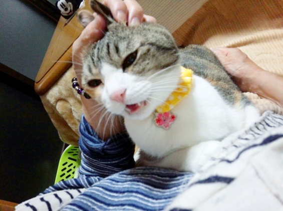 Cat pictures｜ばあちゃん大好き♡