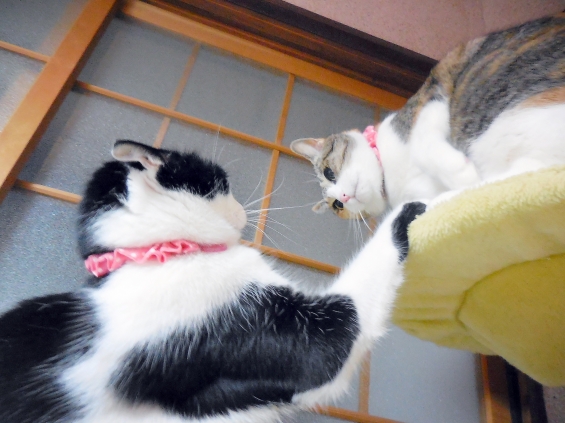 Cat pictures｜取っ組み合い☆