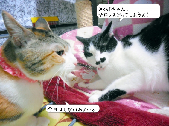 Cat pictures｜真似してみました♪