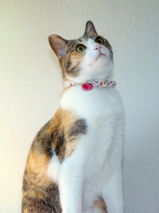 Cat pictures｜久々の…。