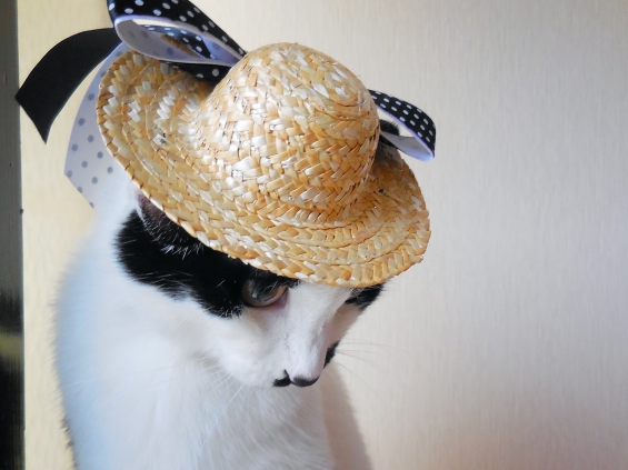 Cat pictures｜「夏のお嬢さん♪」