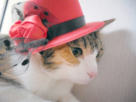Cat pictures｜「ハットしてGOOD♪」