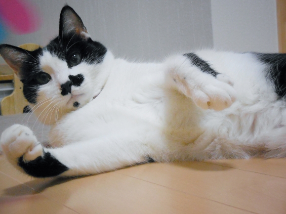 Cat pictures｜レシーブ(=ﾟωﾟ)ﾉ
