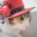 Cat pictures｜「ハットしてGOOD♪」