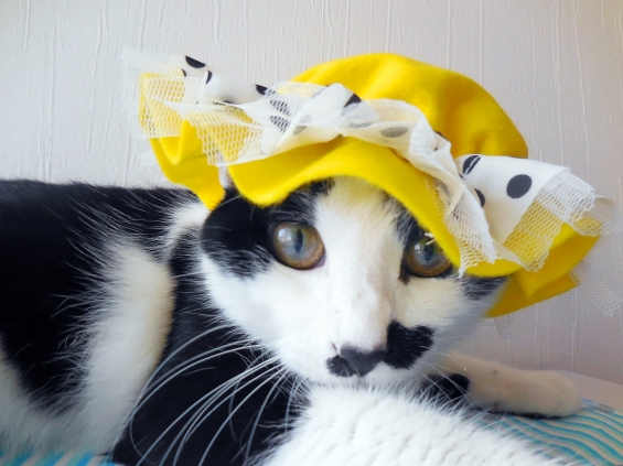 Cat pictures｜帽子モデルにゃ♡